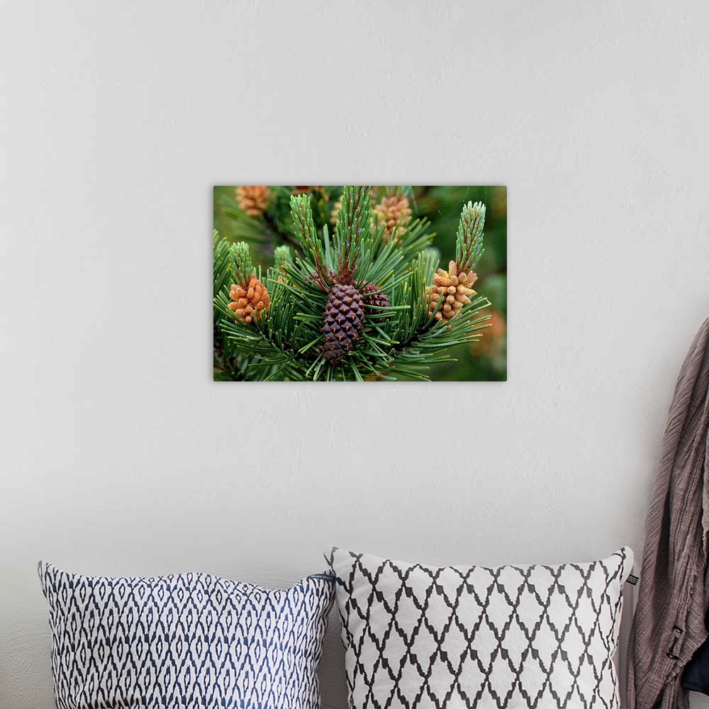 A bohemian room featuring Lodgepole Pine Branch With Cones