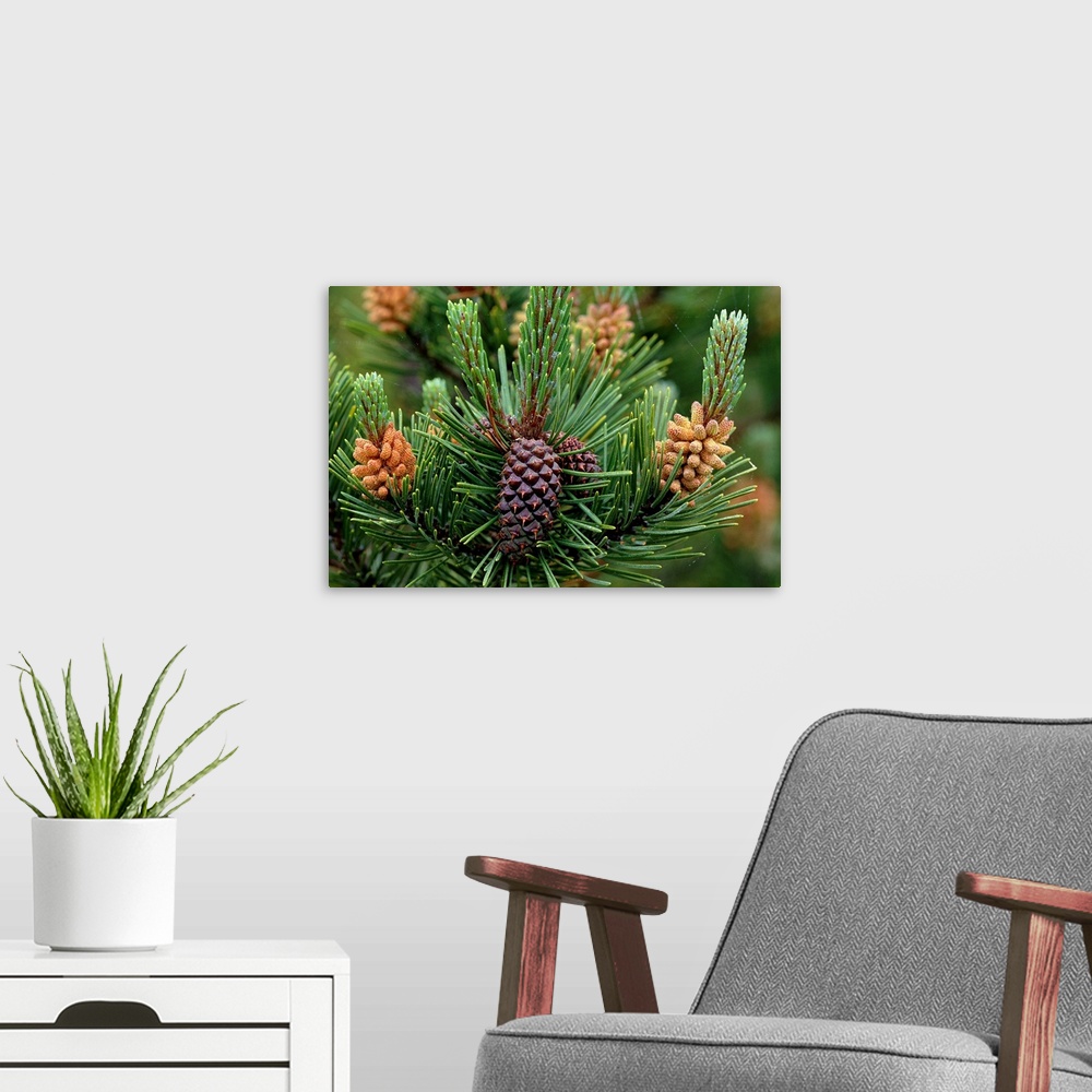 A modern room featuring Lodgepole Pine Branch With Cones