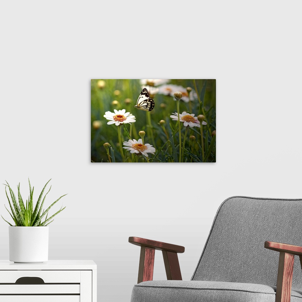 A modern room featuring Lone butterfly seeking out  flower to land on.