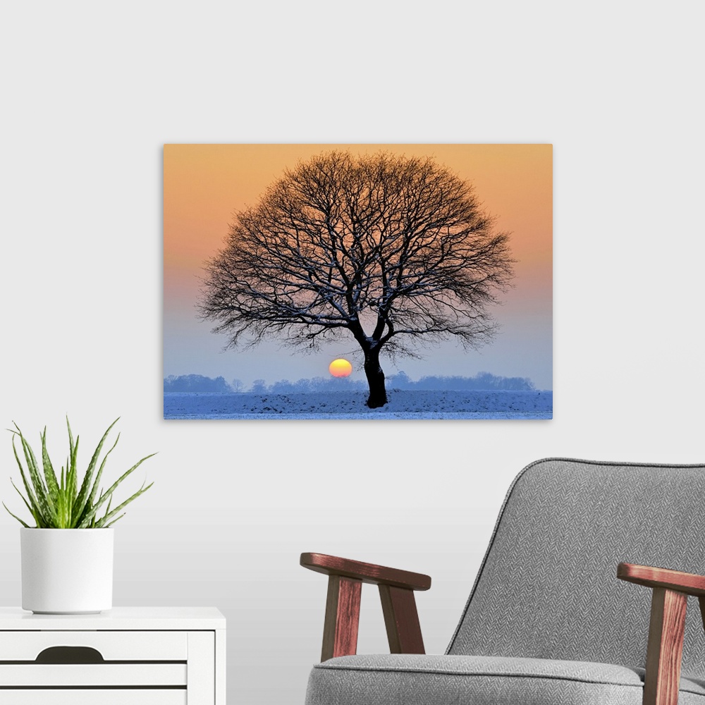 A modern room featuring Lone tree against light in icy winter sunset,fields covered with snow.