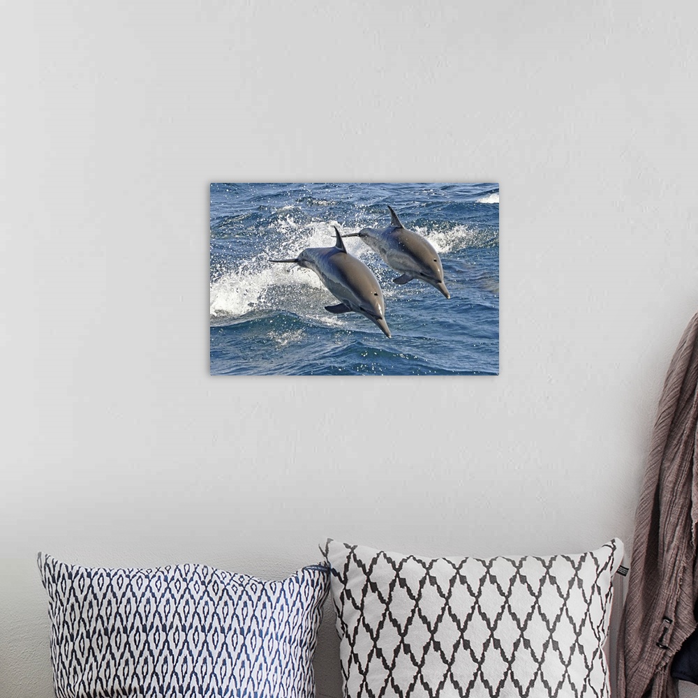 A bohemian room featuring These are Long-beaked Common Dolphins (Delphinus capensis), a highly energetic and acrobatic spec...