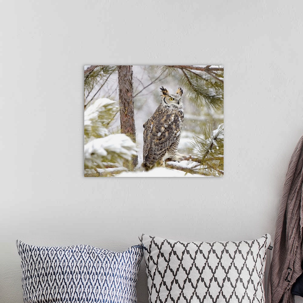 A bohemian room featuring Long eared owl sitting on a pine tree branch