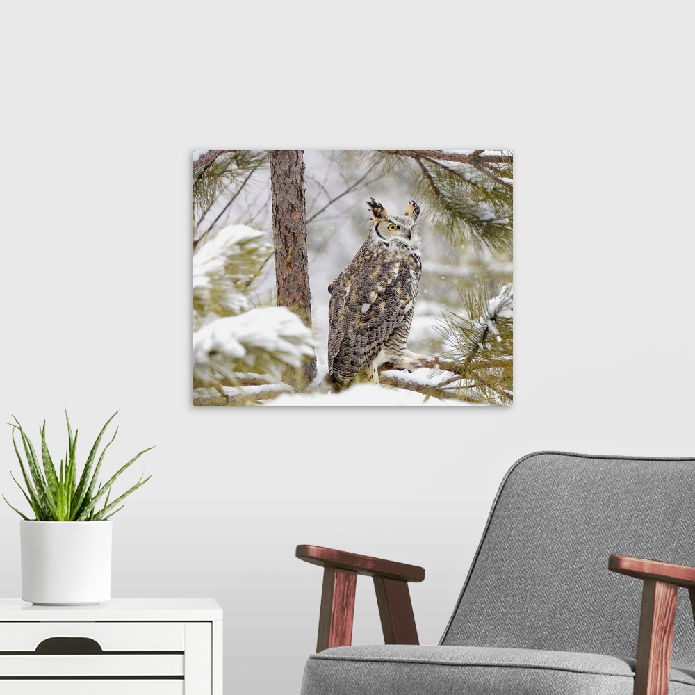 A modern room featuring Long eared owl sitting on a pine tree branch