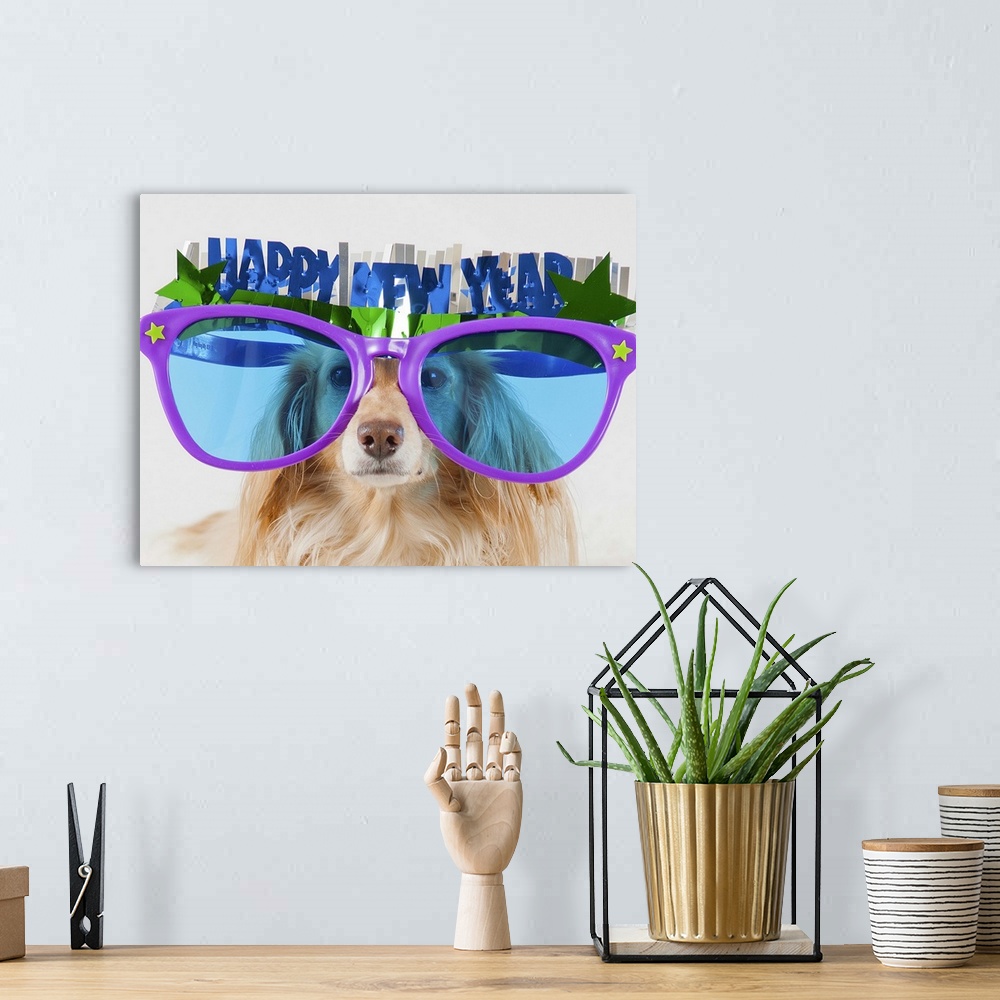 A bohemian room featuring Longhaired, English cream (blonde) miniature dachshund dog wearing glasses for new year's.