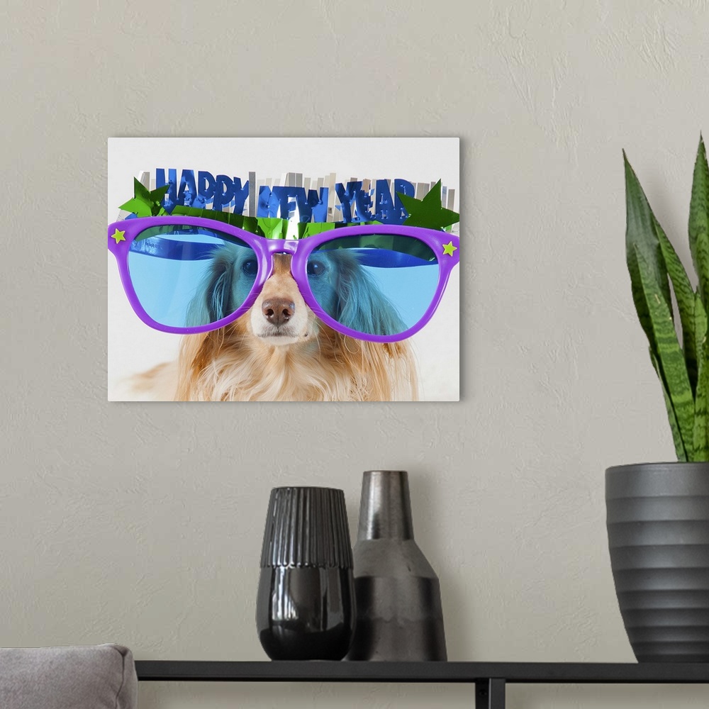 A modern room featuring Longhaired, English cream (blonde) miniature dachshund dog wearing glasses for new year's.