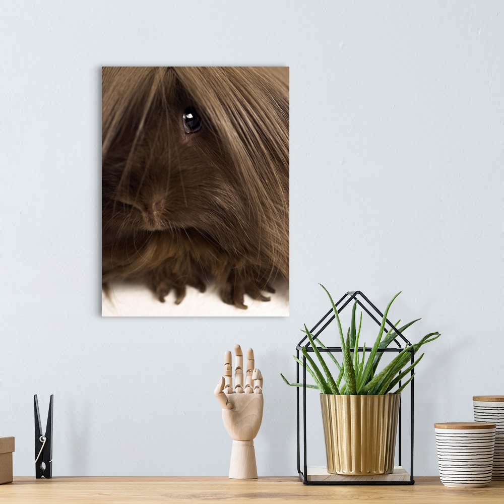 A bohemian room featuring Long haired guinea pig, close-up