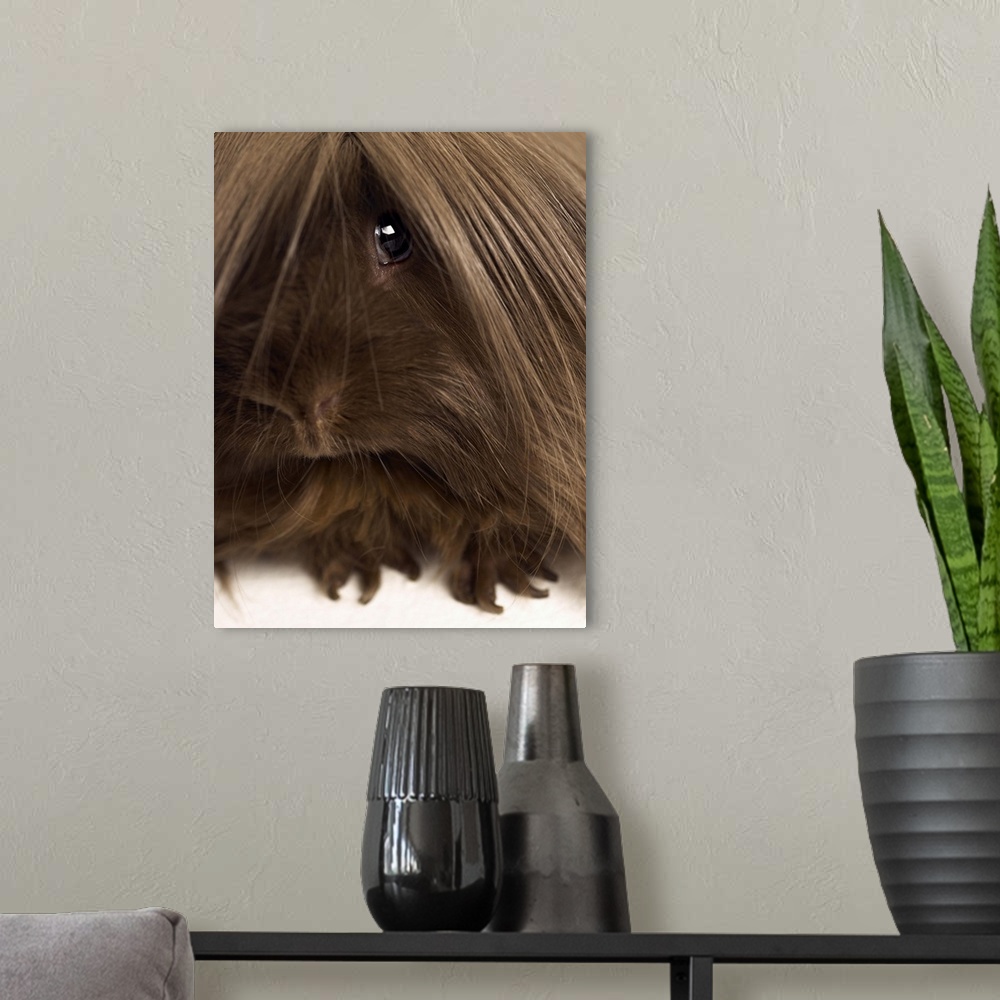 A modern room featuring Long haired guinea pig, close-up
