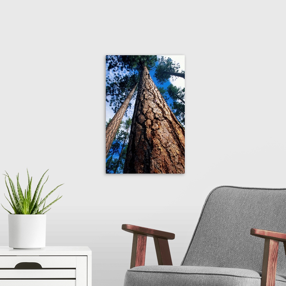 A modern room featuring Looking Up A Ponderosa Pine Tree