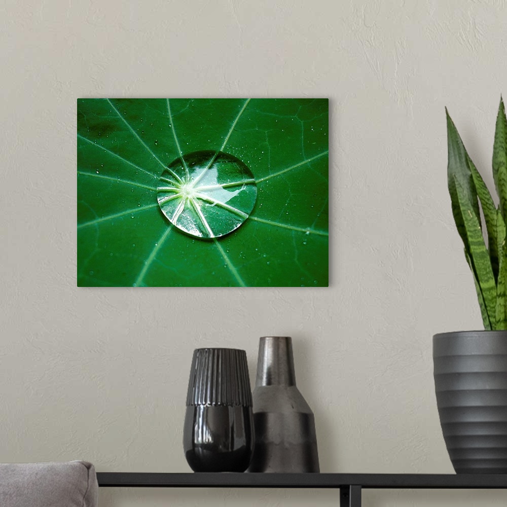 A modern room featuring Close-up of a raindrop in the center of a nasturtium leaf, exhibiting the lotus effect, thereby a...