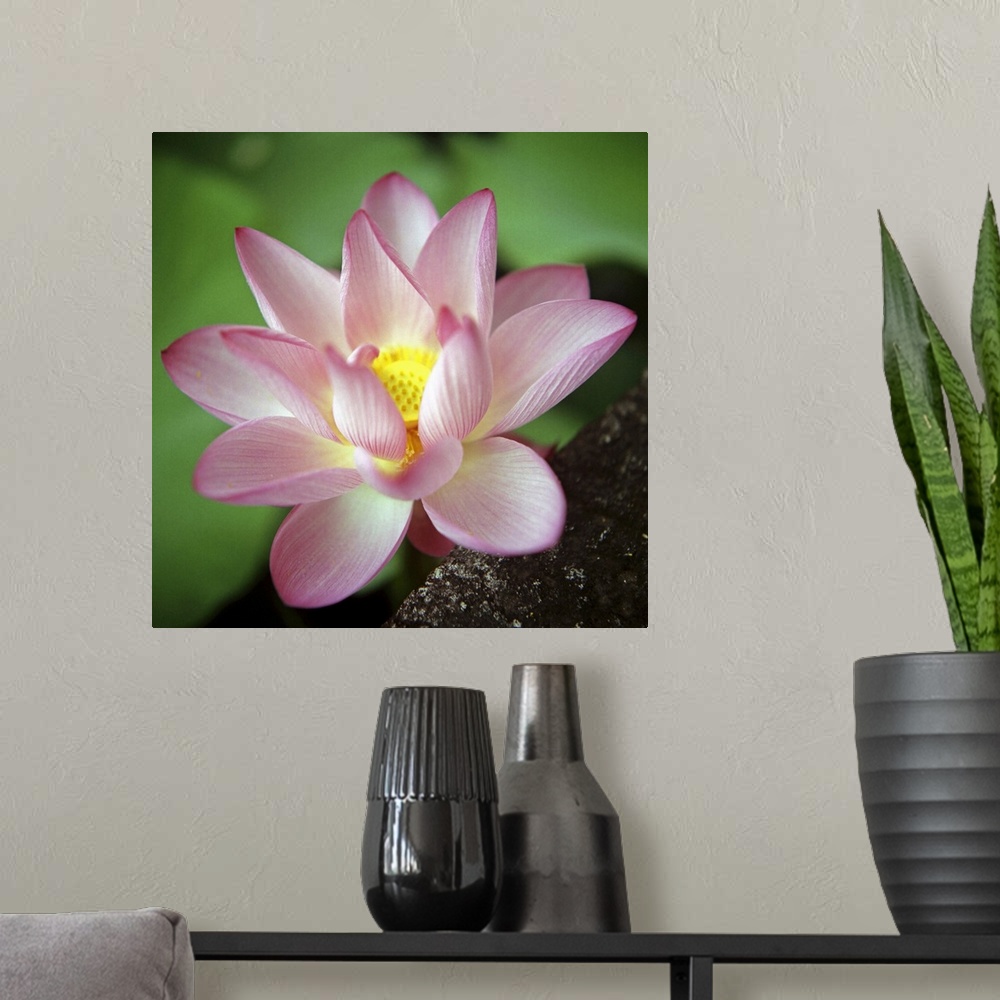 A modern room featuring Lotus flower.