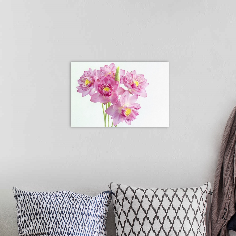 A bohemian room featuring Lotus flower and white background.