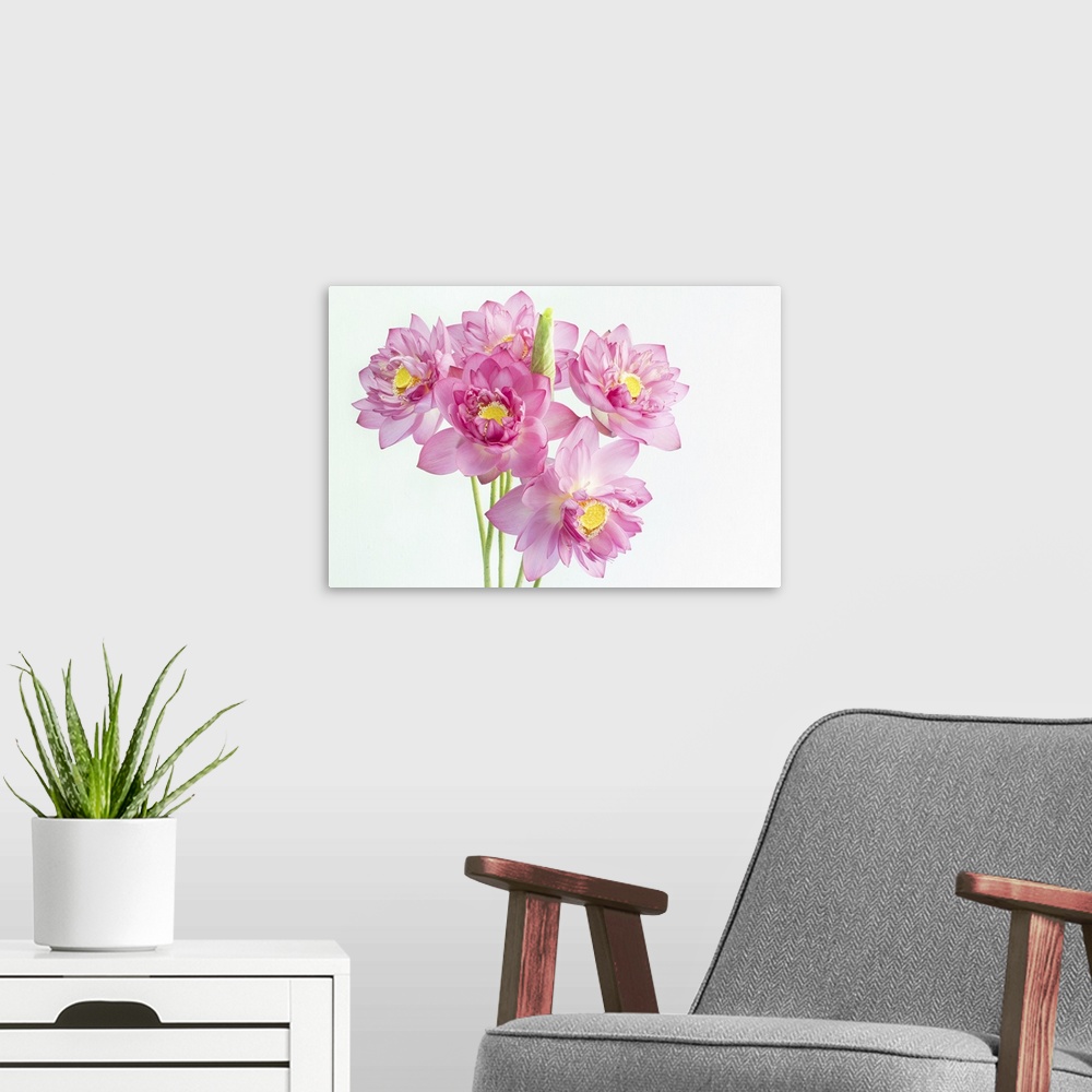 A modern room featuring Lotus flower and white background.