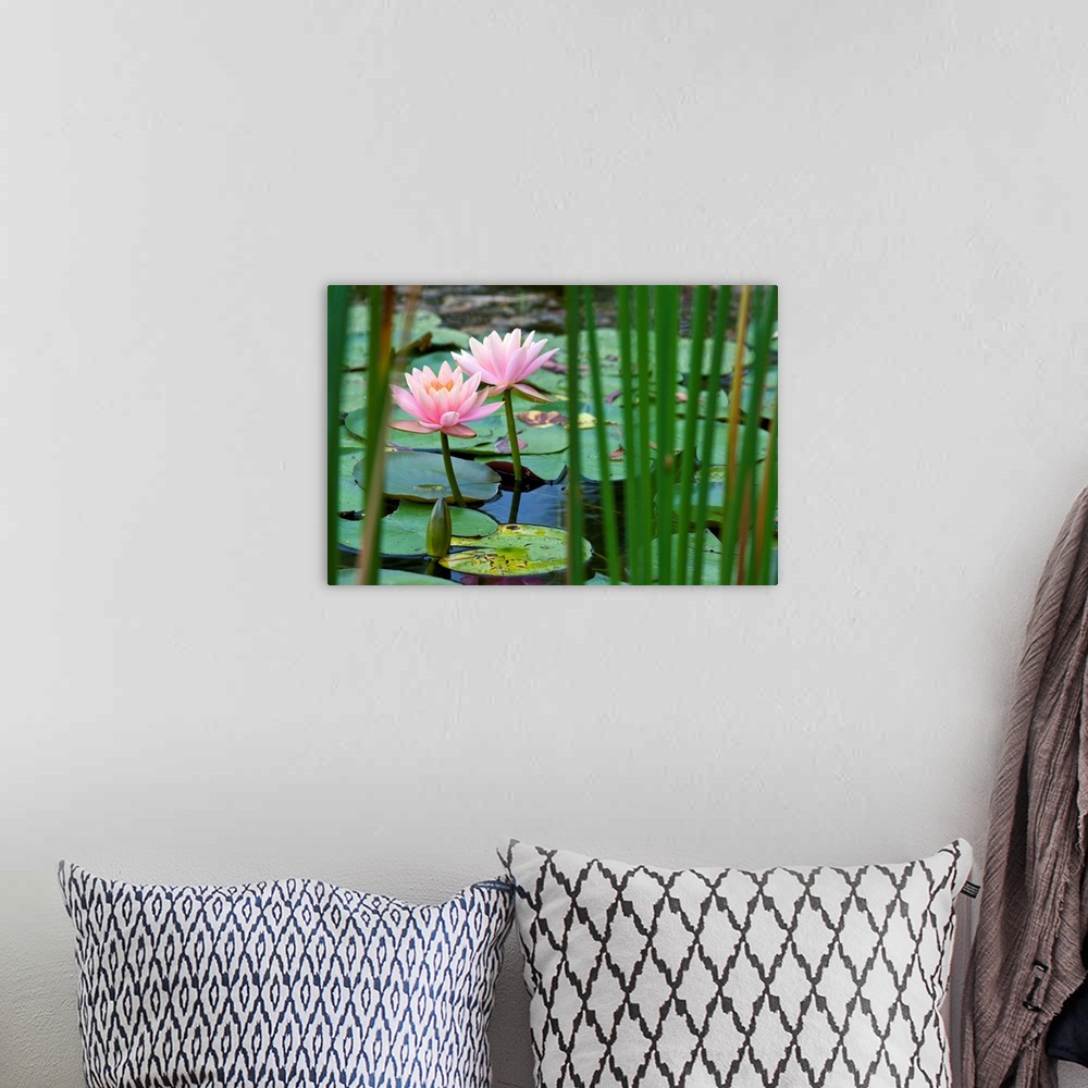 A bohemian room featuring Lotus flowers in pond