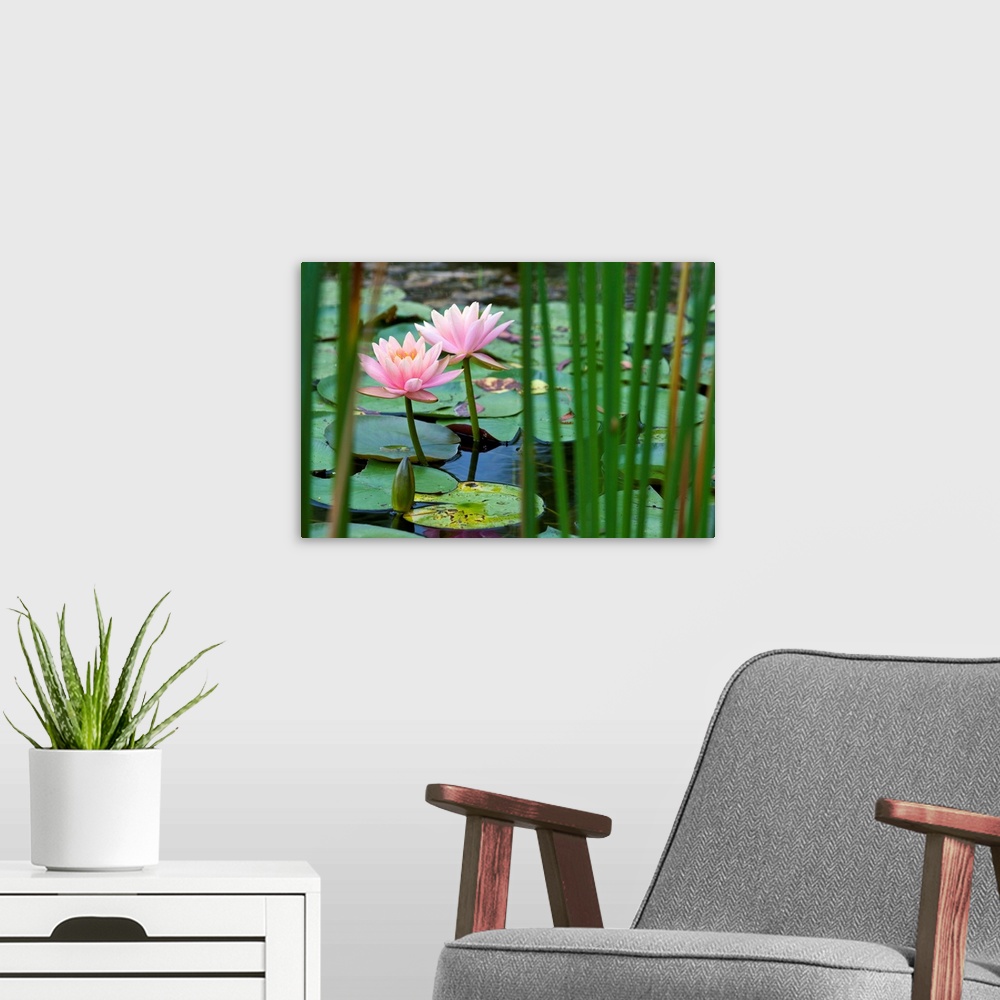 A modern room featuring Lotus flowers in pond