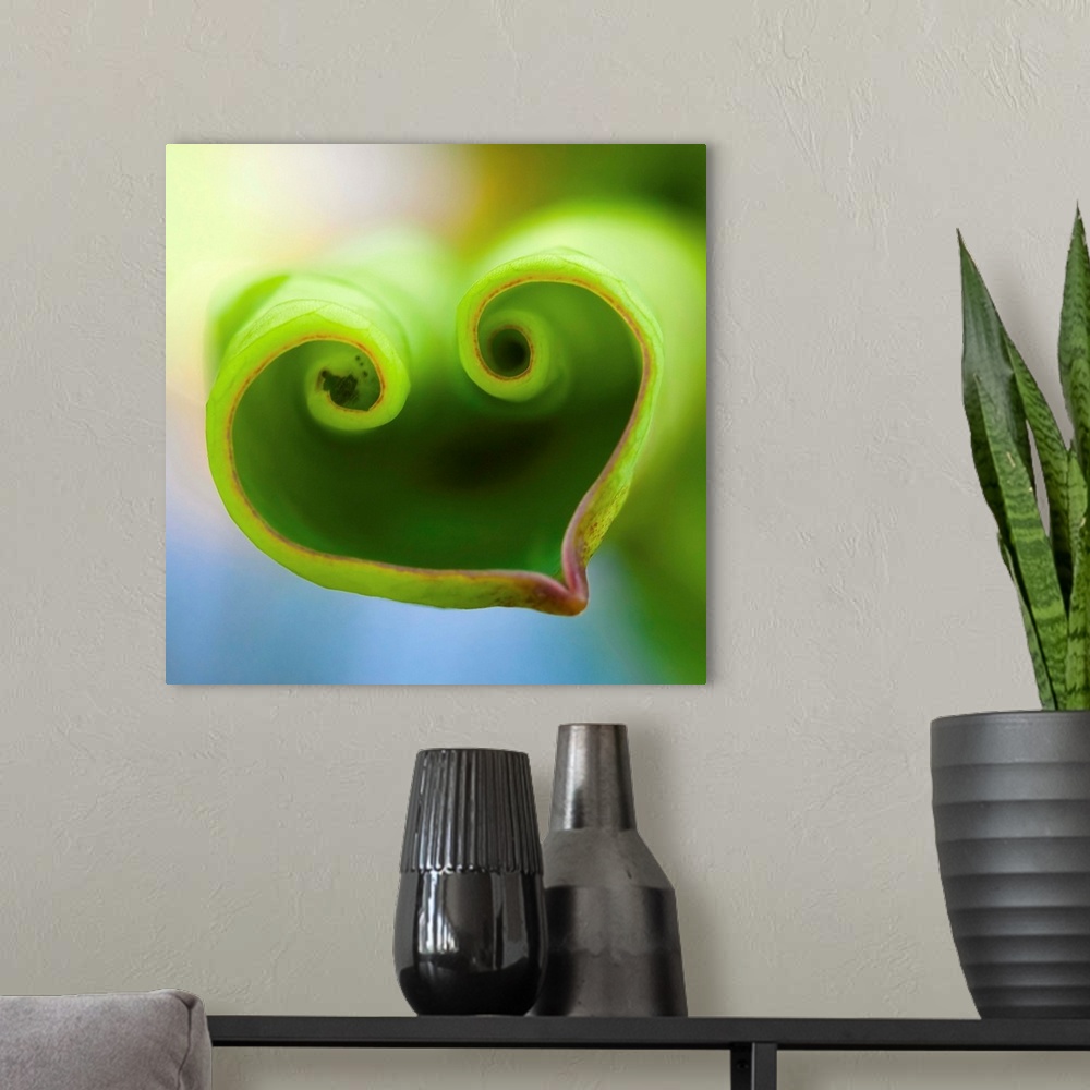 A modern room featuring Heart shape formed by a lotus baby leaf.