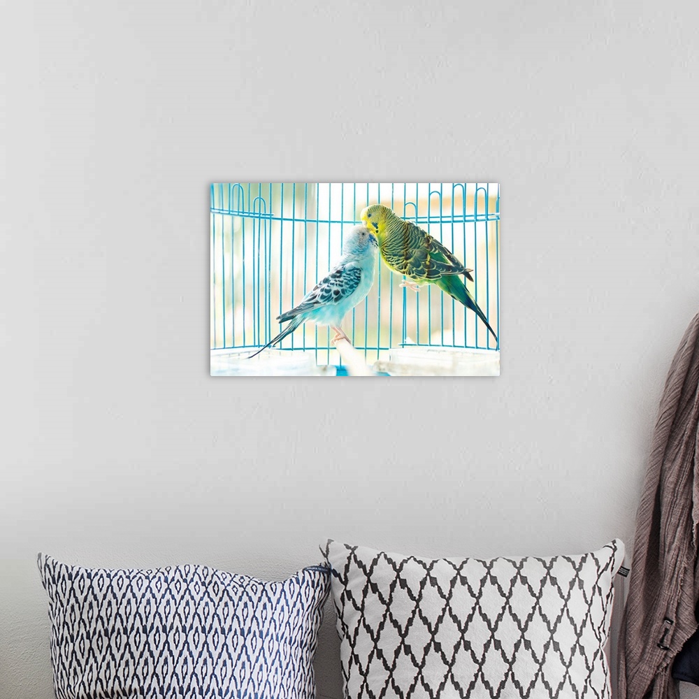 A bohemian room featuring Lovely parakeet couple kiss each other in cage.