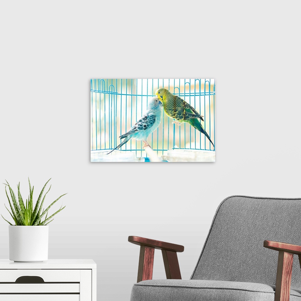 A modern room featuring Lovely parakeet couple kiss each other in cage.