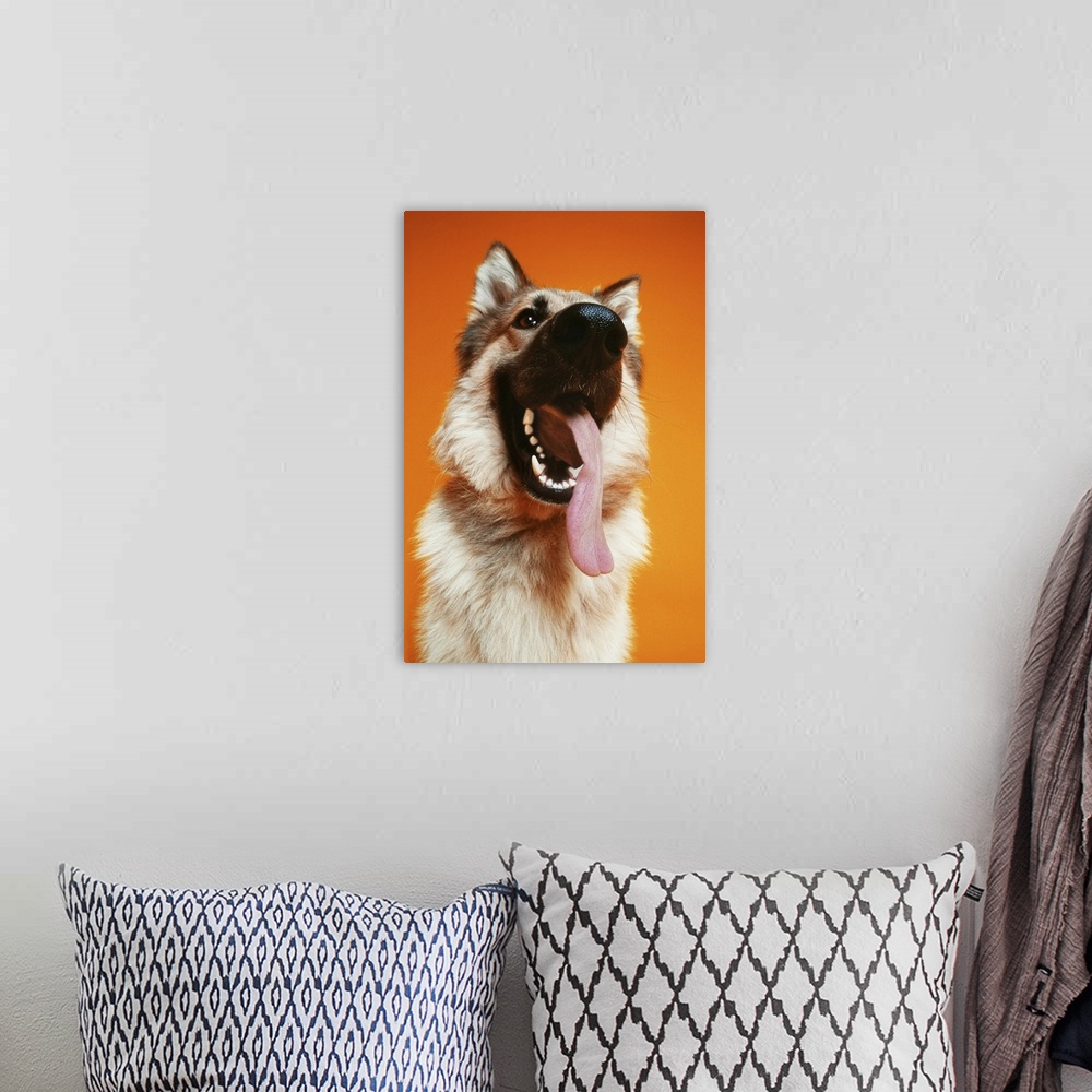 A bohemian room featuring low angle shot of a German Shepard with its tongue hanging out