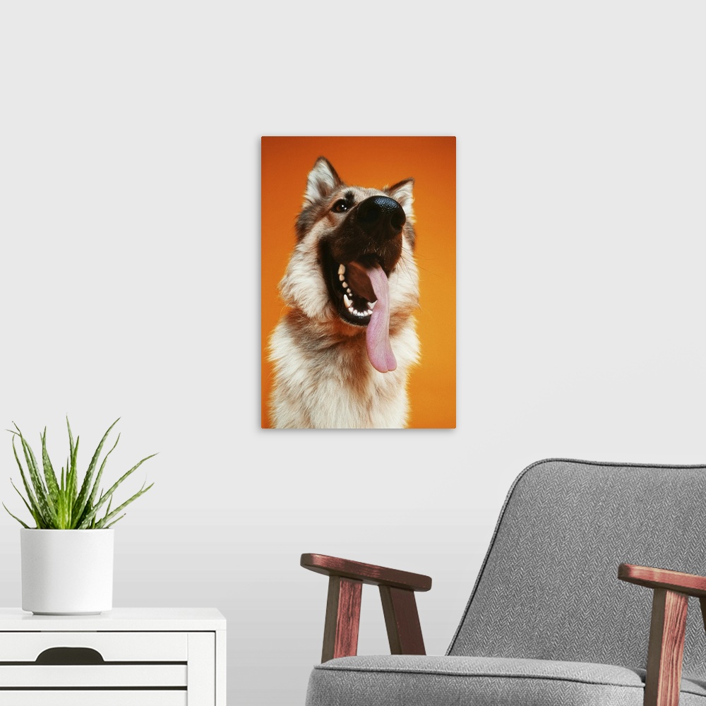 A modern room featuring low angle shot of a German Shepard with its tongue hanging out