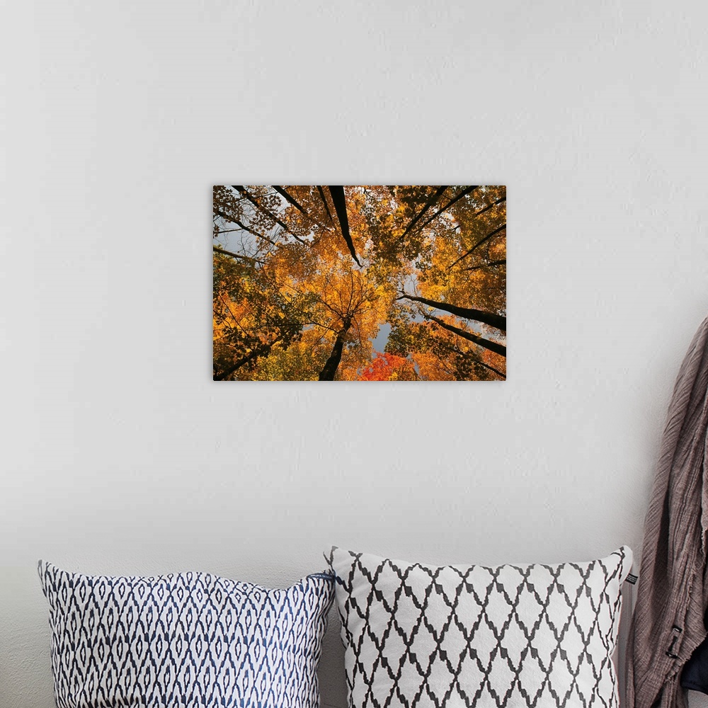A bohemian room featuring Low angle view looking up autumn through trees