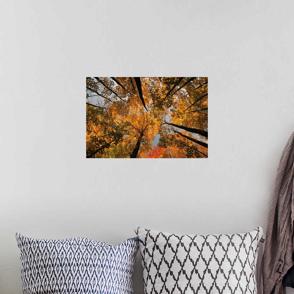 A bohemian room featuring Low angle view looking up autumn through trees