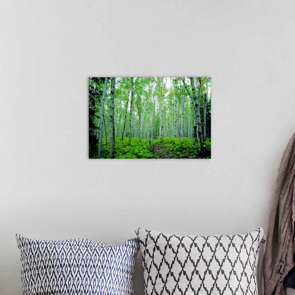 A bohemian room featuring Large, horizontal photograph of a dense forest of birch trees surrounded by greenery in Minnesota.
