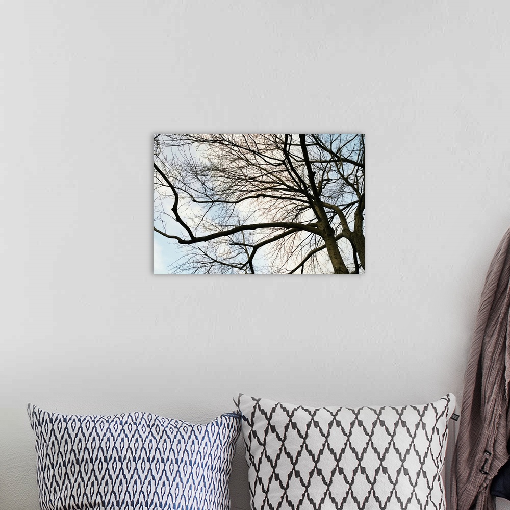 A bohemian room featuring Low angle view of sky through tree branches with no leaves