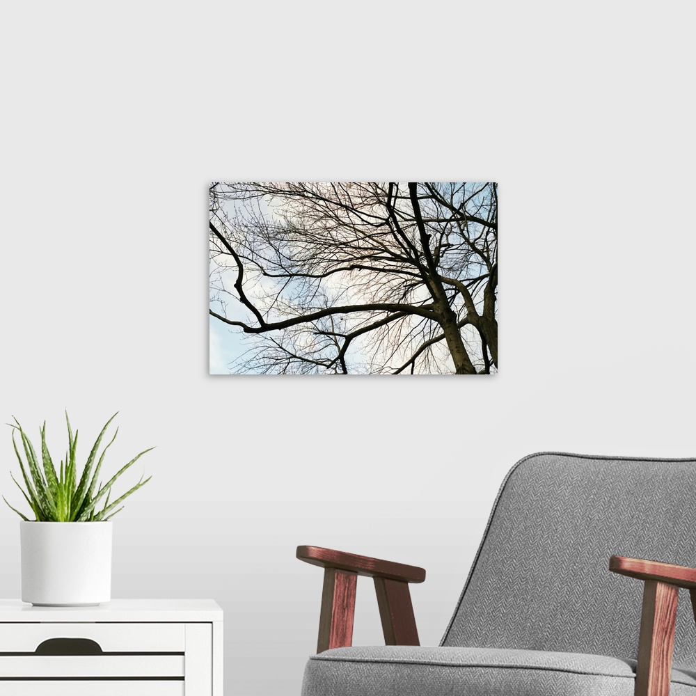 A modern room featuring Low angle view of sky through tree branches with no leaves