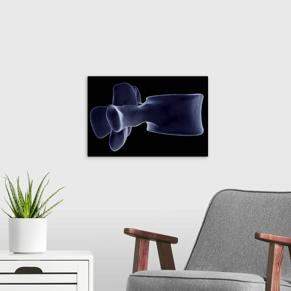A modern room featuring Lumbar vertebra