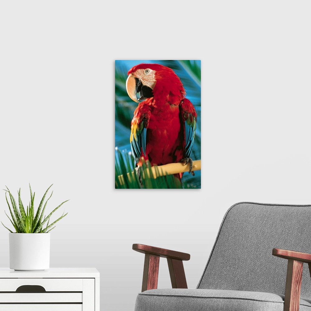 A modern room featuring Macaw