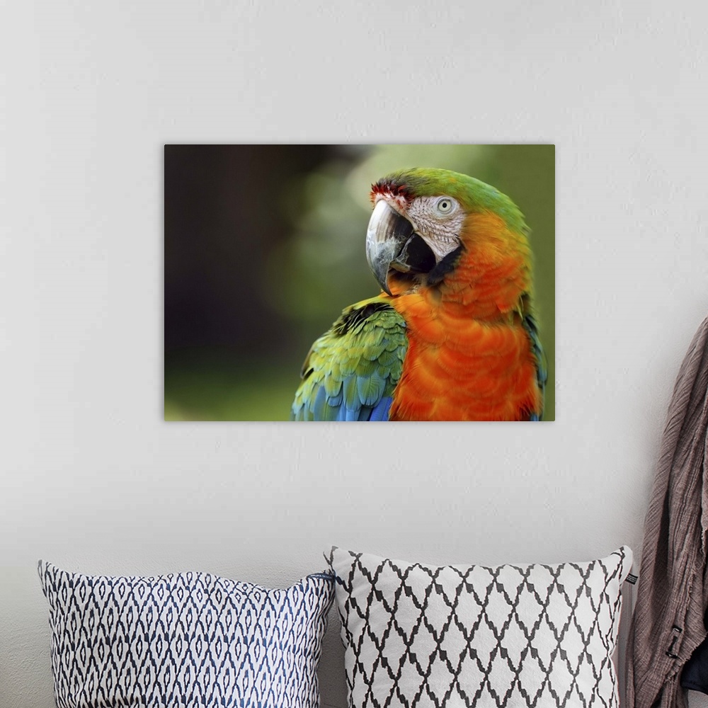 A bohemian room featuring Macaw, exotic birds.  Sarasota Jungle Gardens.