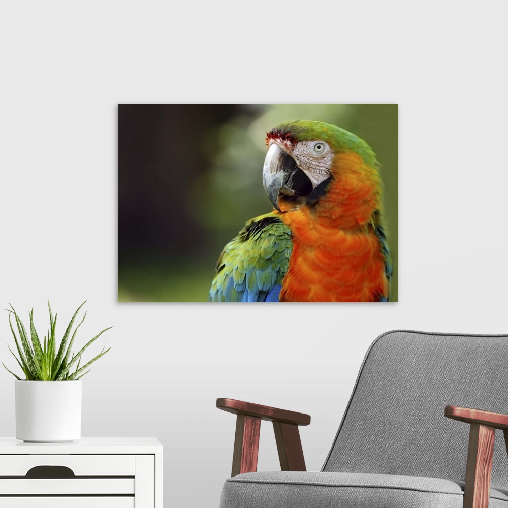A modern room featuring Macaw, exotic birds.  Sarasota Jungle Gardens.