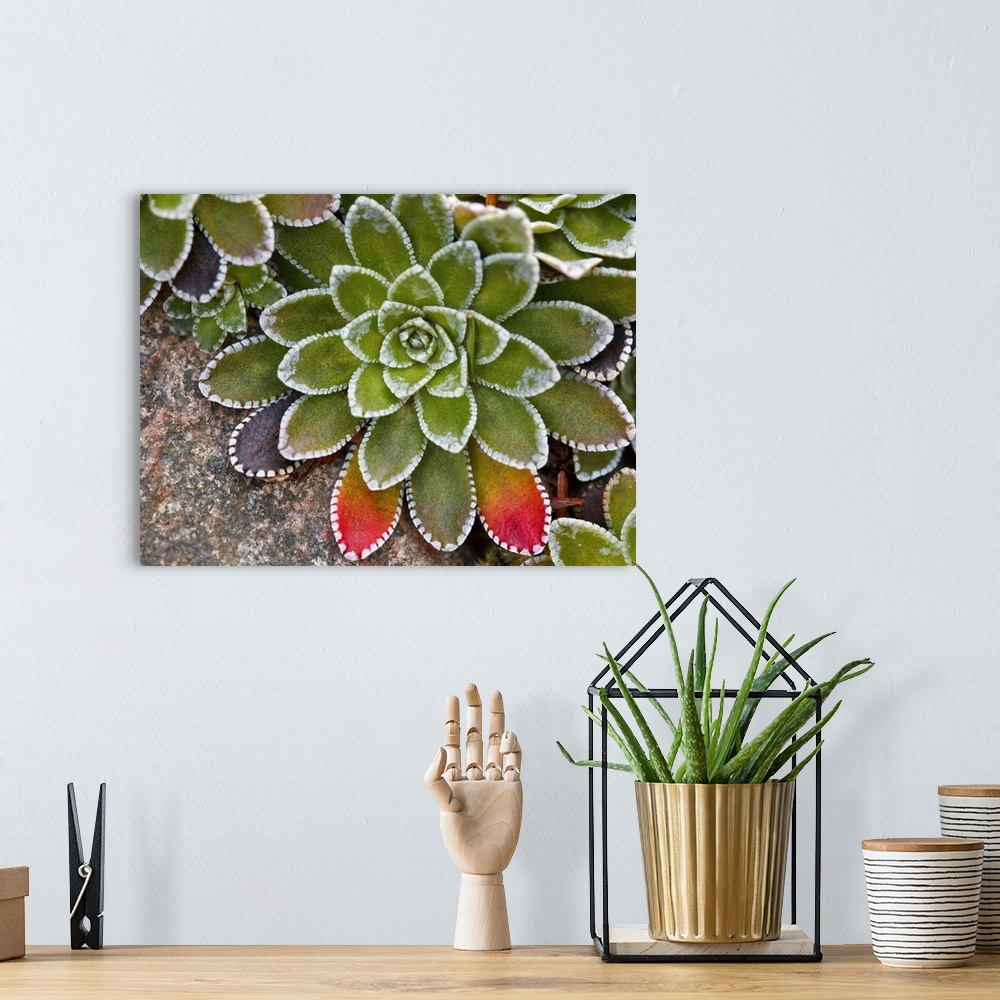 A bohemian room featuring Macro image of Saxifraga paniculata plant with  leaves turning red.