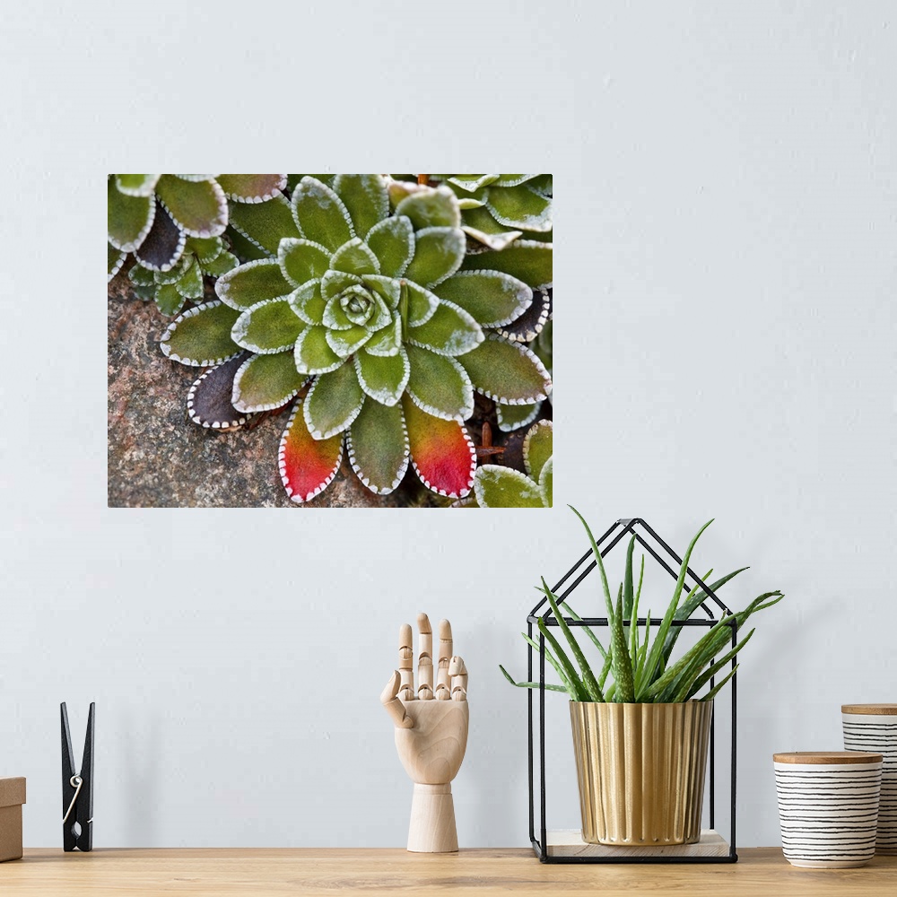 A bohemian room featuring Macro image of Saxifraga paniculata plant with  leaves turning red.