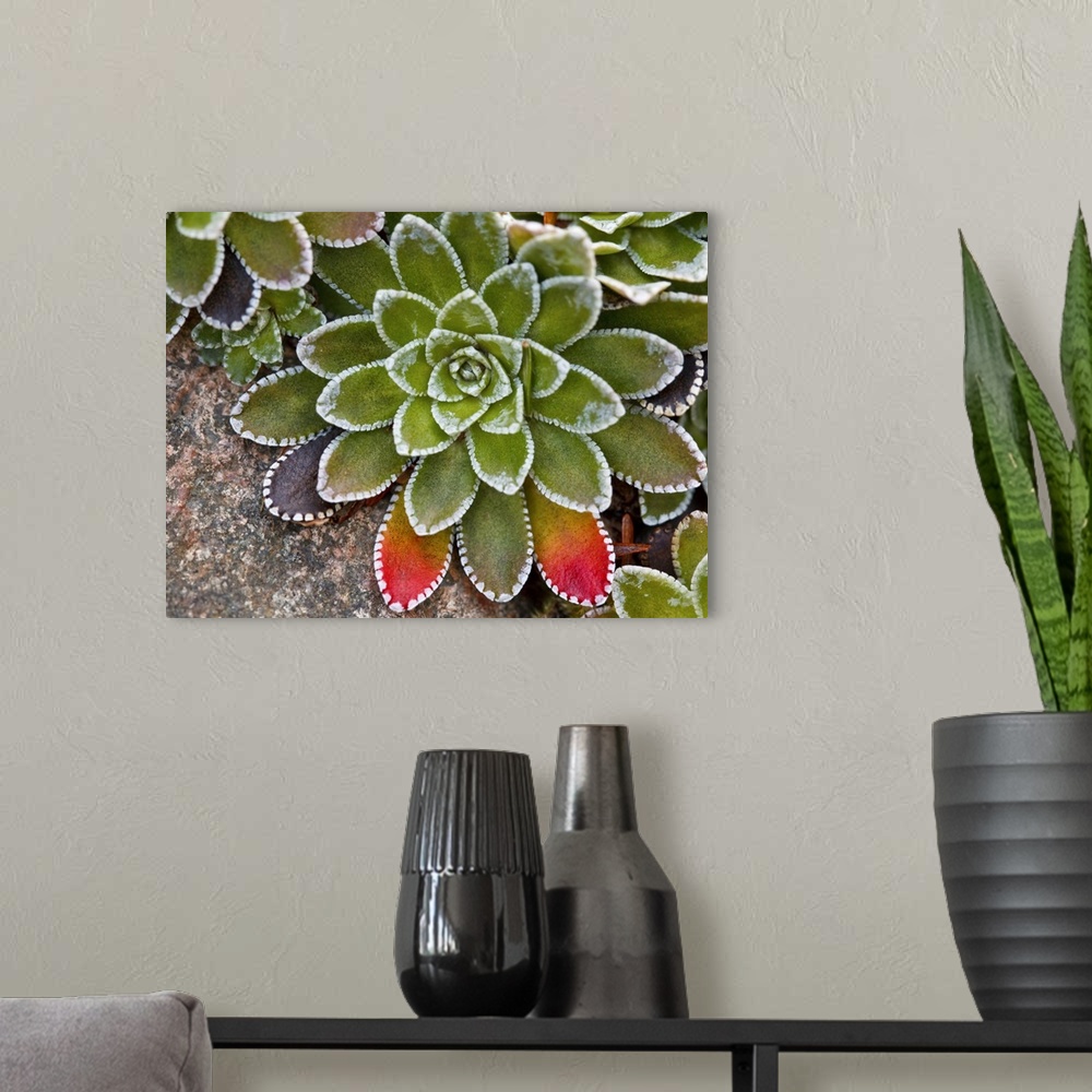 A modern room featuring Macro image of Saxifraga paniculata plant with  leaves turning red.