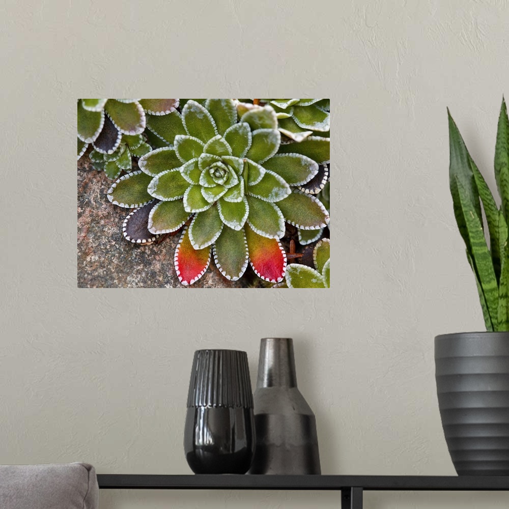 A modern room featuring Macro image of Saxifraga paniculata plant with  leaves turning red.