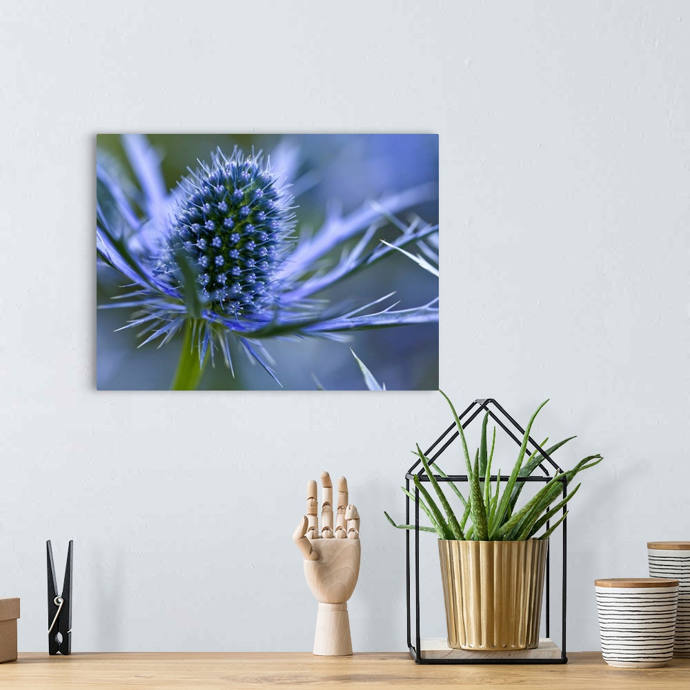 A bohemian room featuring Macro image of Sea Holly  perennial with hairless and usually spiny leaves, and dome-shaped umbel...