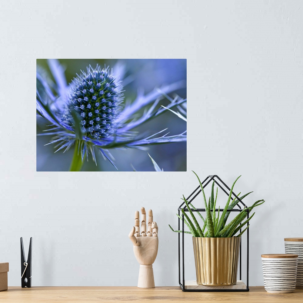 A bohemian room featuring Macro image of Sea Holly  perennial with hairless and usually spiny leaves, and dome-shaped umbel...