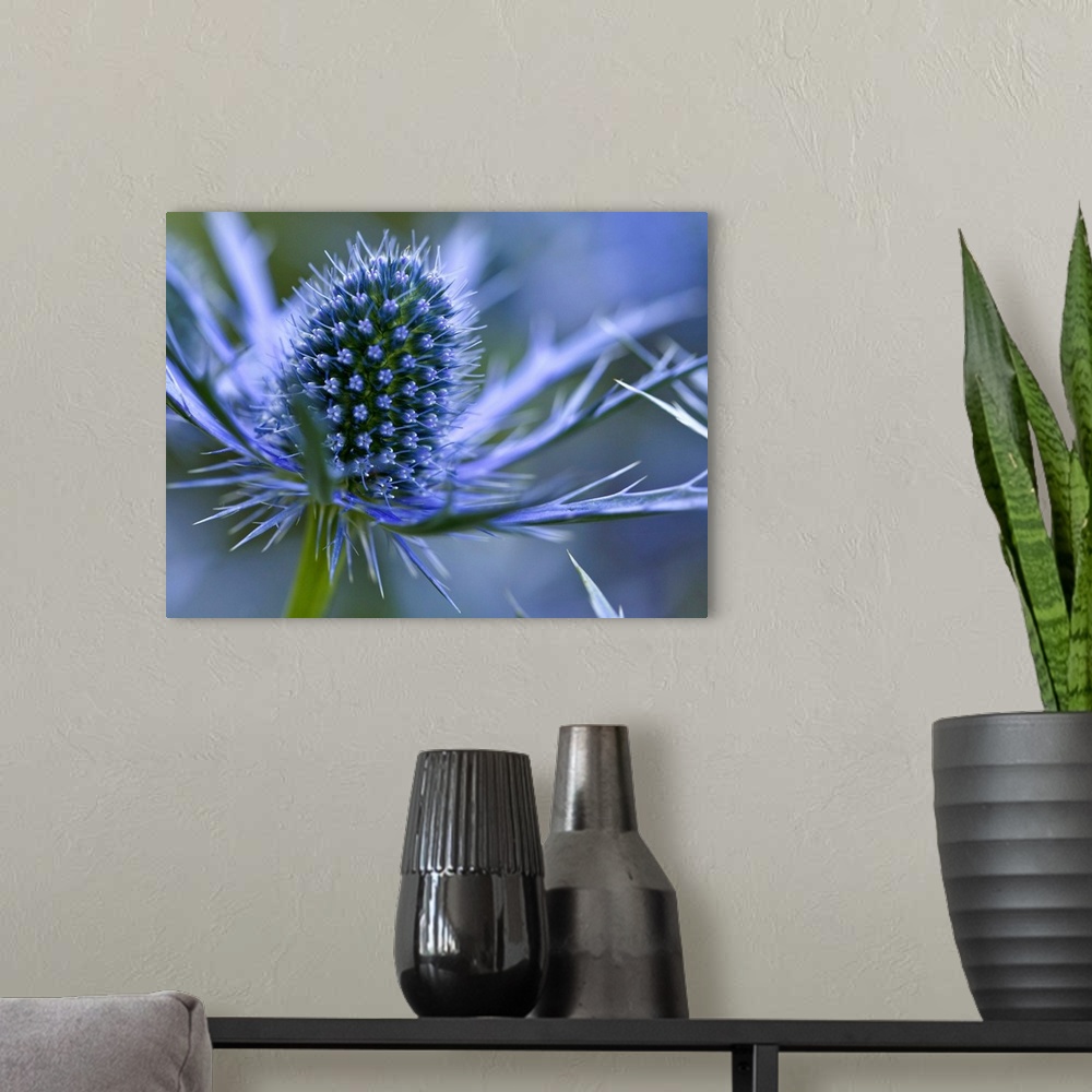 A modern room featuring Macro image of Sea Holly  perennial with hairless and usually spiny leaves, and dome-shaped umbel...