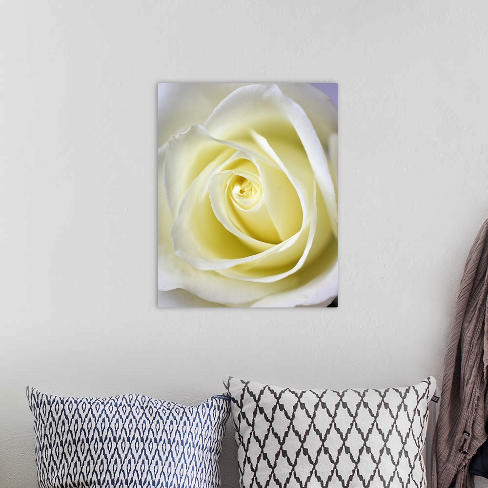 A bohemian room featuring Close up, macro image of the inside of a white rose. The white rose is a symbol of purity and inn...