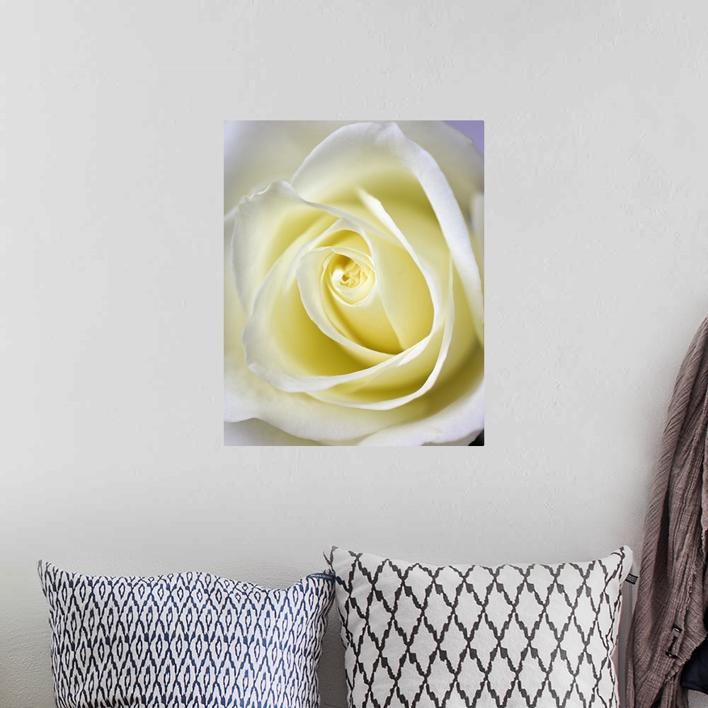 A bohemian room featuring Close up, macro image of the inside of a white rose. The white rose is a symbol of purity and inn...