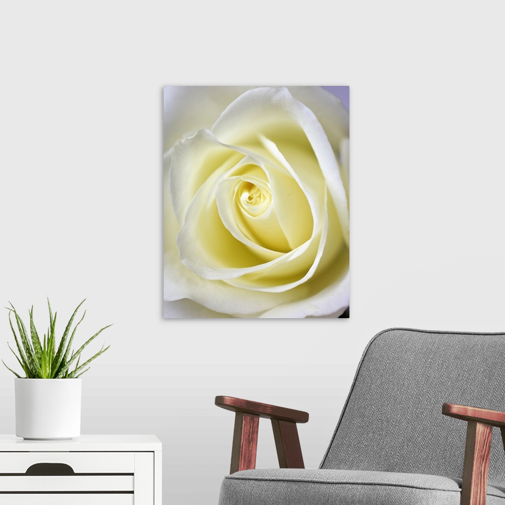 A modern room featuring Close up, macro image of the inside of a white rose. The white rose is a symbol of purity and inn...
