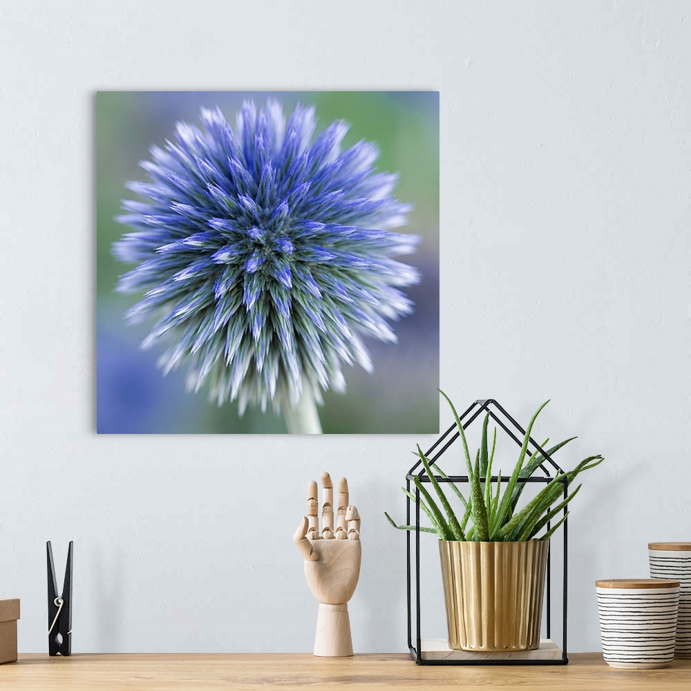A bohemian room featuring Square photo on canvas of a fuzzy flower close up.