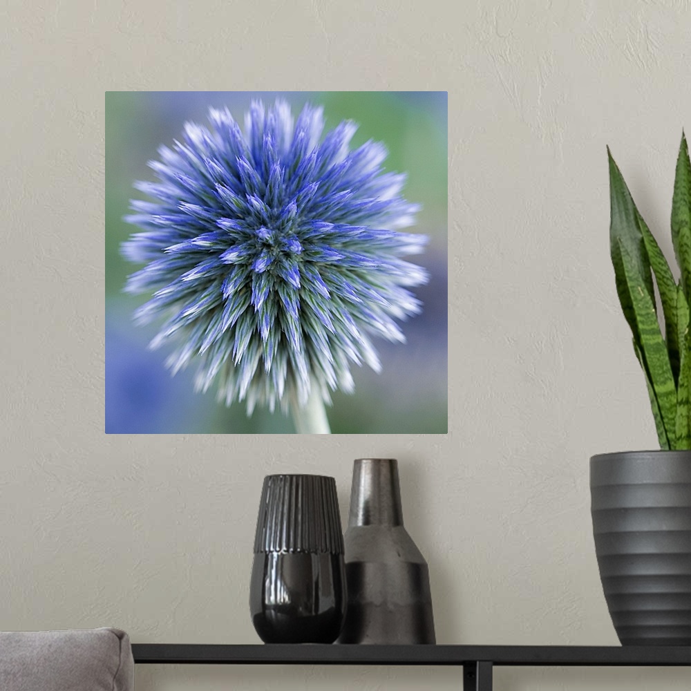 A modern room featuring Square photo on canvas of a fuzzy flower close up.