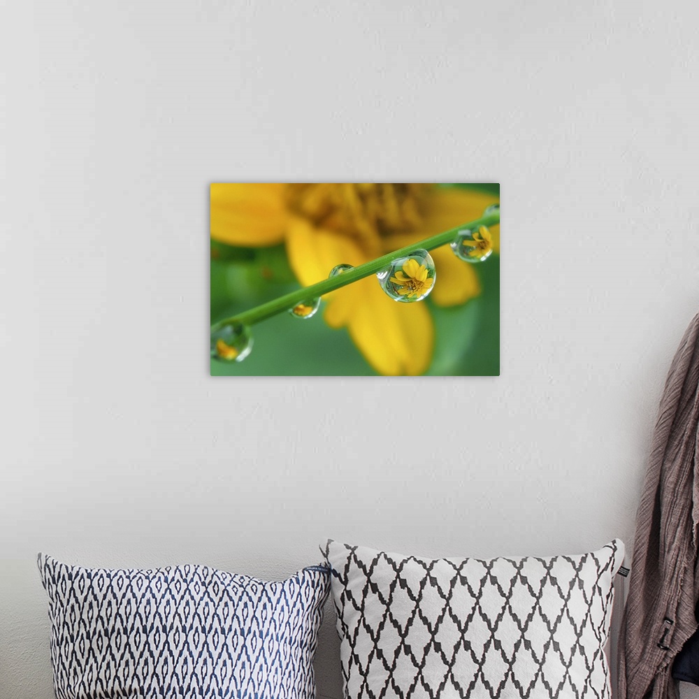 A bohemian room featuring Up-close photograph of water droplets on a blade of grass with blurred flower in the distance.