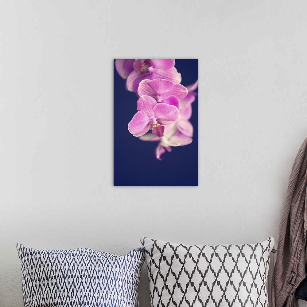 A bohemian room featuring Magenta pink orchid on black background.