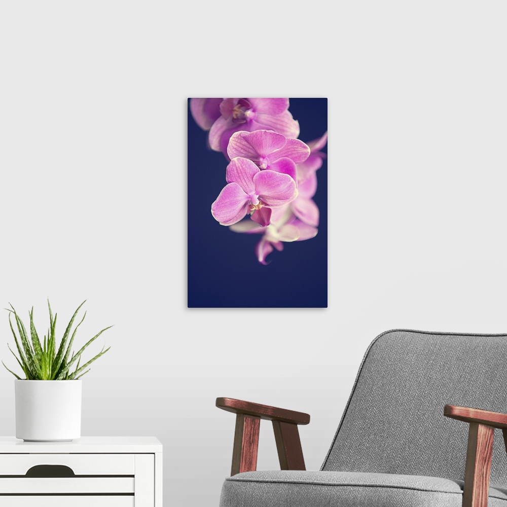 A modern room featuring Magenta pink orchid on black background.