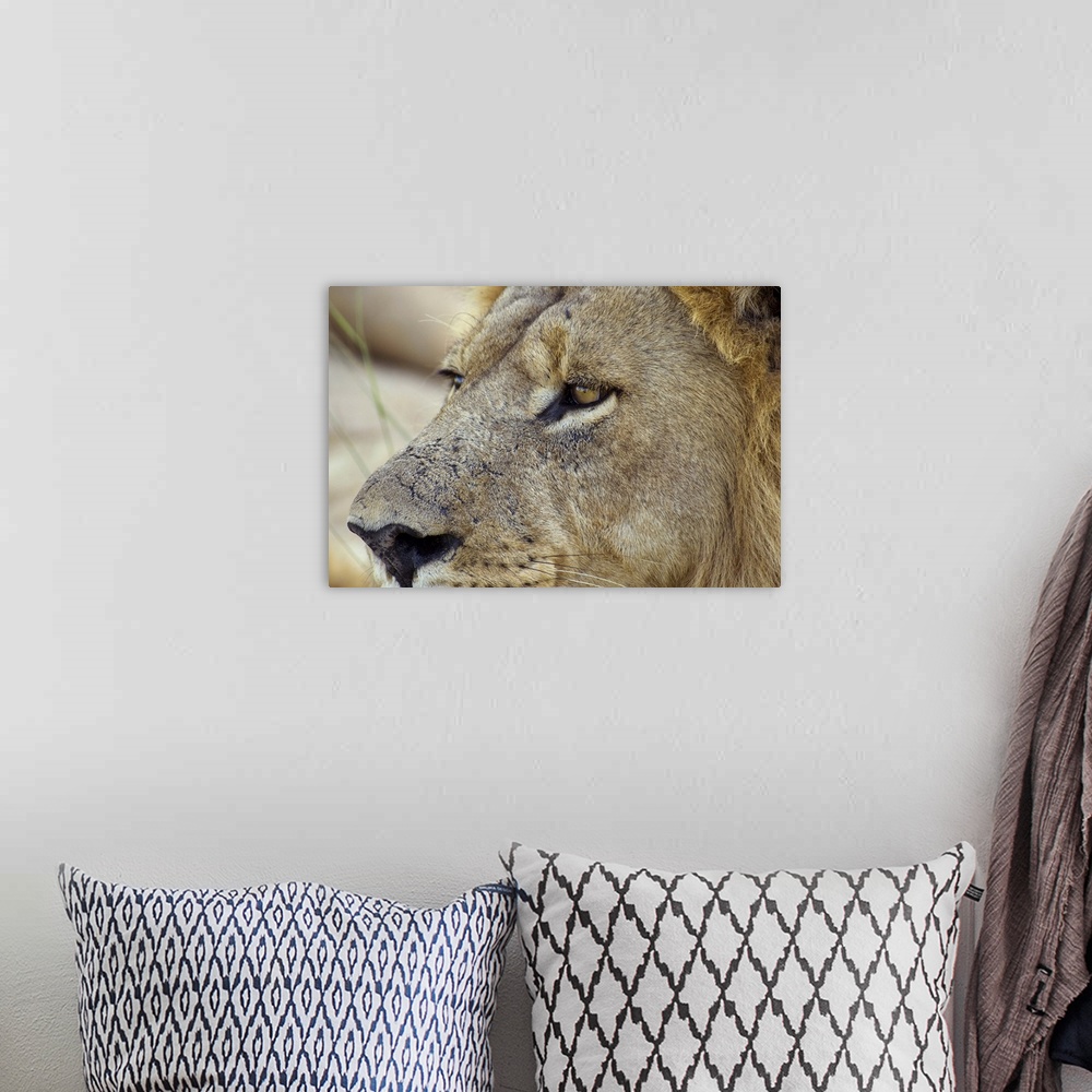 A bohemian room featuring Big Red is a magnificent male Lion residing in the Okavango Delta region of Botswana. He is a hea...