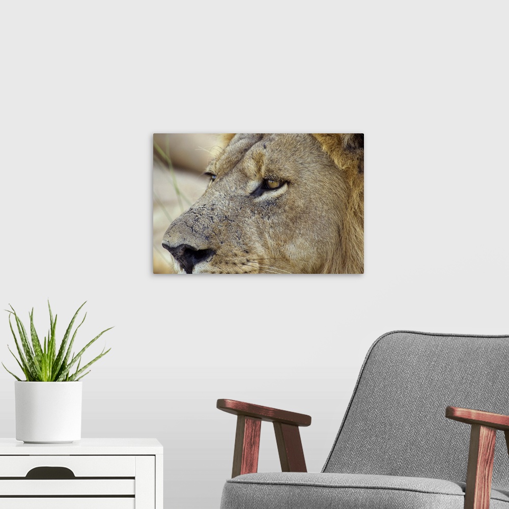 A modern room featuring Big Red is a magnificent male Lion residing in the Okavango Delta region of Botswana. He is a hea...