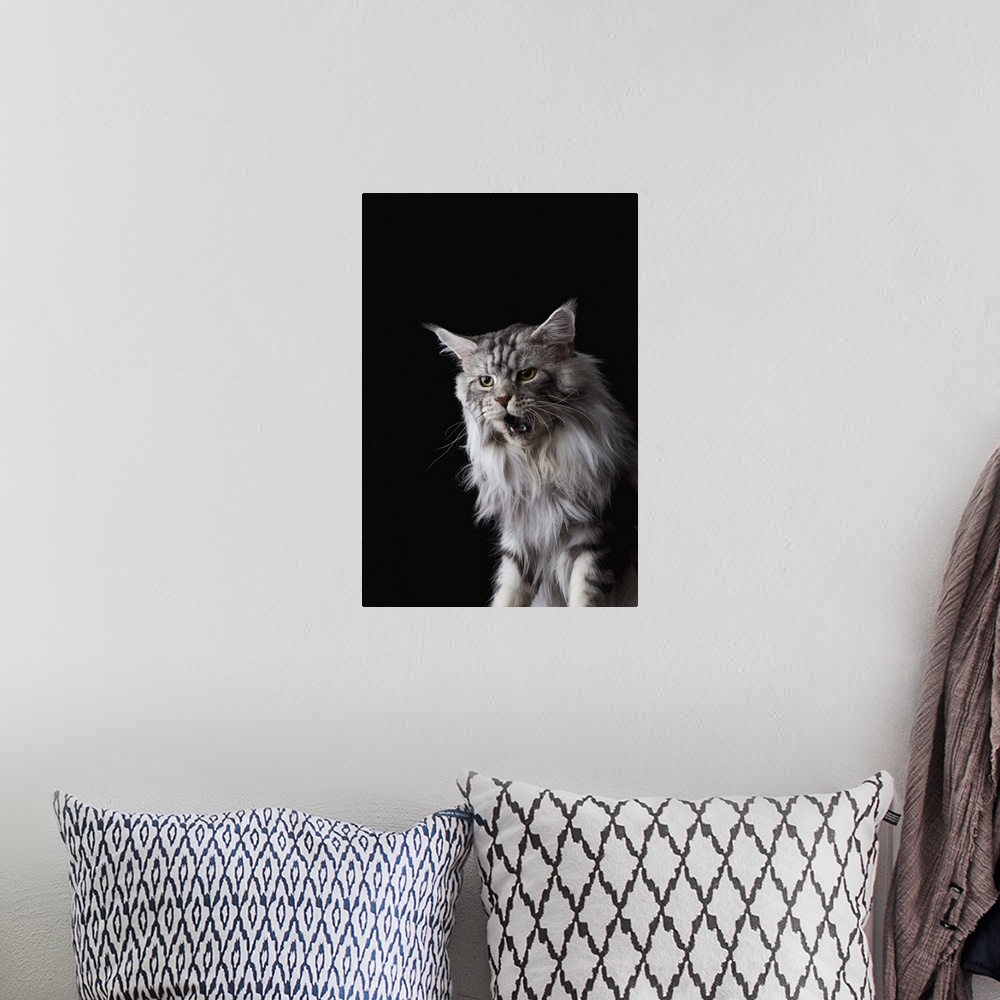 A bohemian room featuring Maine Coon cat